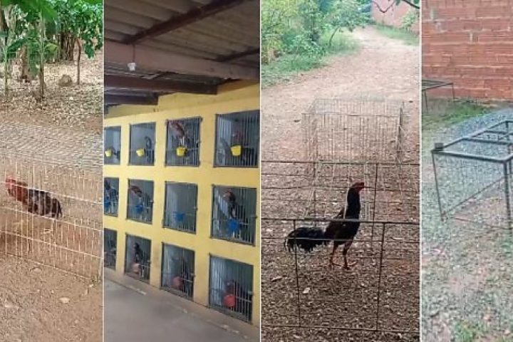 Rinha de galos é fechada no bairro Marajoara em Várzea Grande; dois são detidos