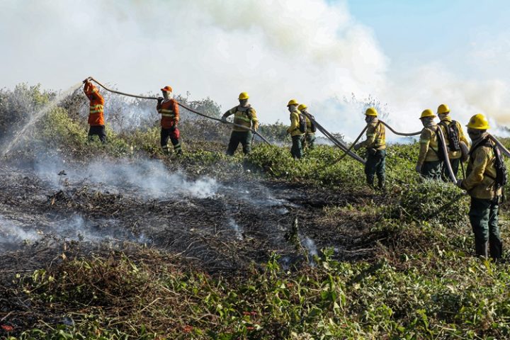 Corpo de Bombeiros combate oito incêndios florestais nesta quinta-feira