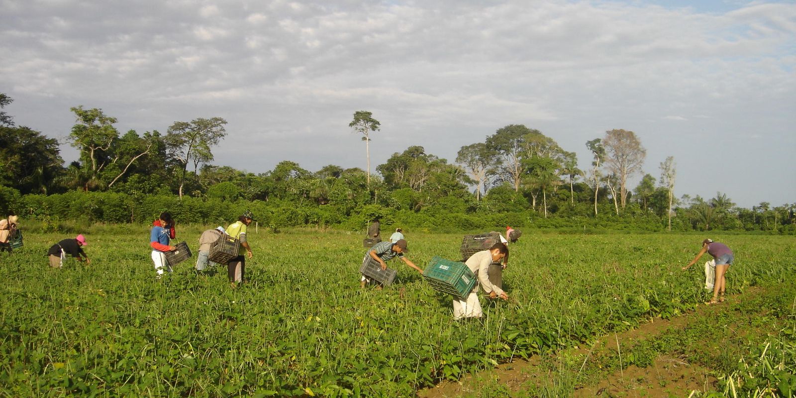agricultores_familiares_colhem_feijao-caupi_-_emanuel_cavalcante_-_embrapa_amapa.jpg © Emanuel Cavalcante/Divulgação Embrapa Amapá