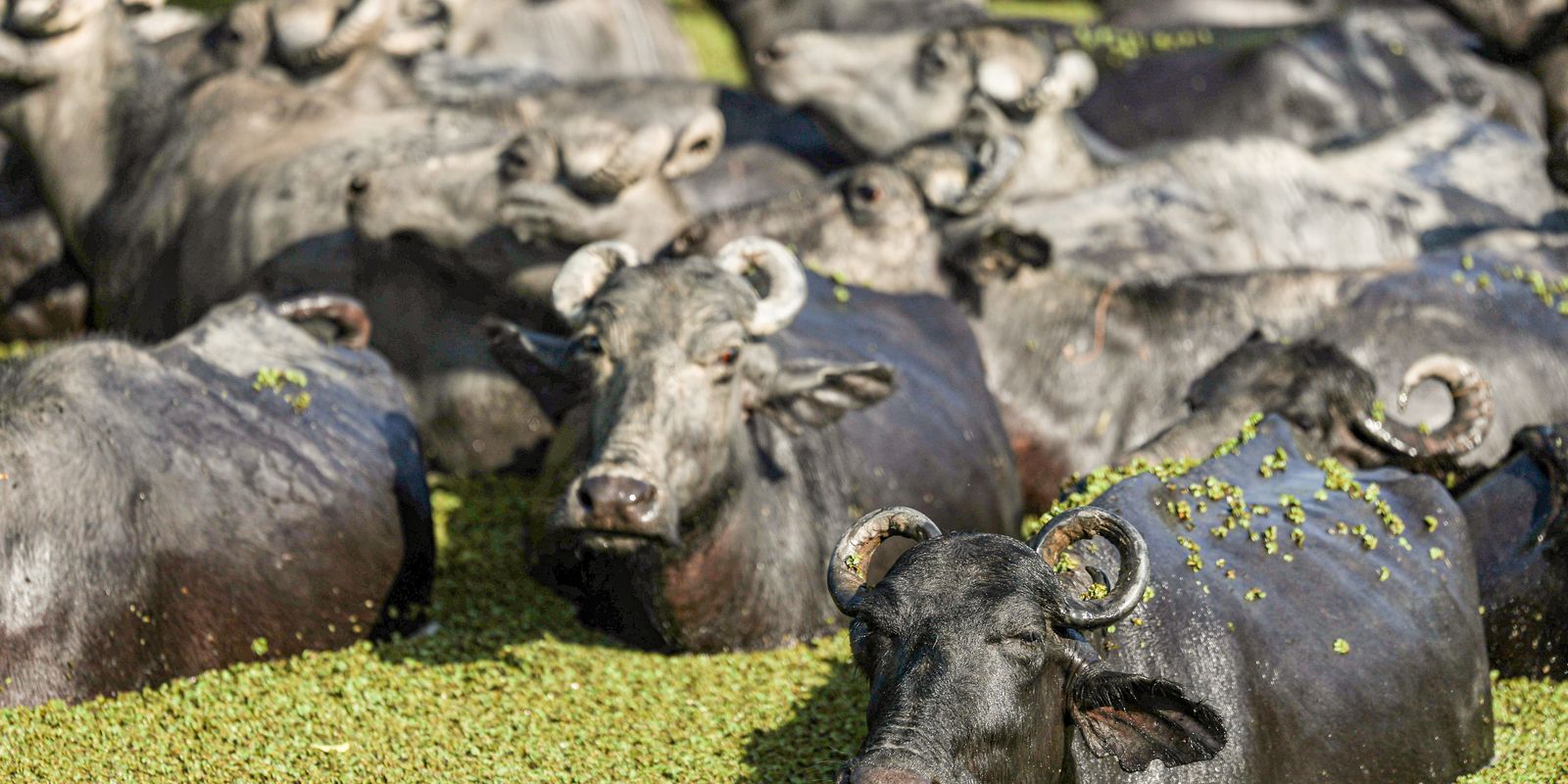 © Marcelo Camargo/Agência Brasil