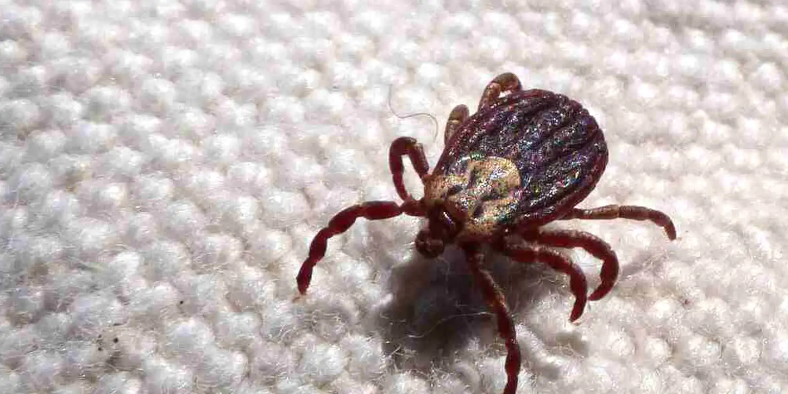 carrapato-aa-1-compressed.jpg © Prefeitura de Jundiaí