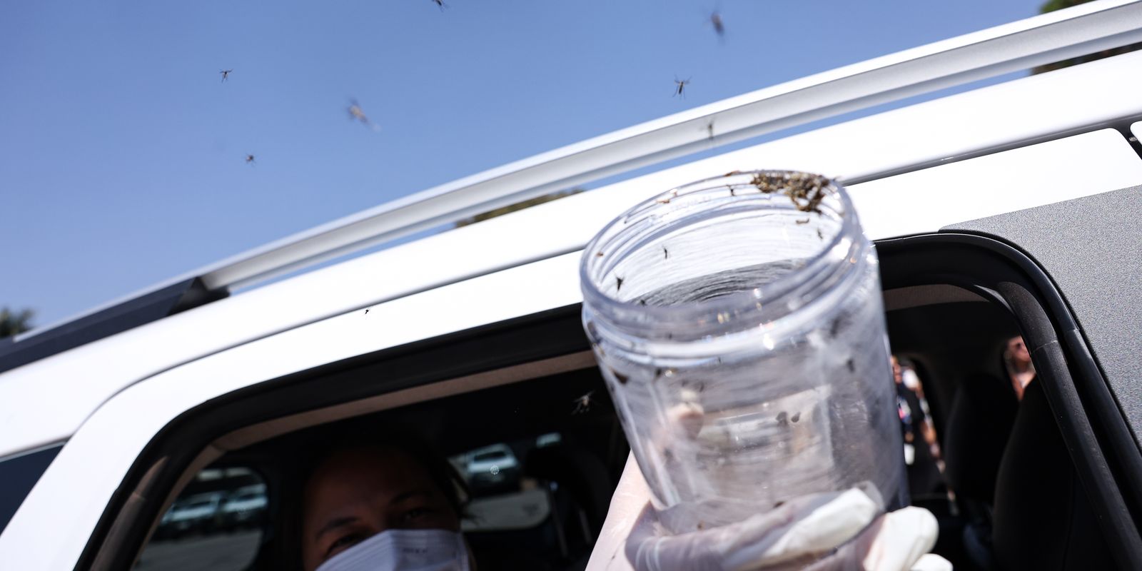 aedes-wolbachia-wolbito-mc_abr_09092025-16.jpg © Marcelo Camargo/Agência Brasil