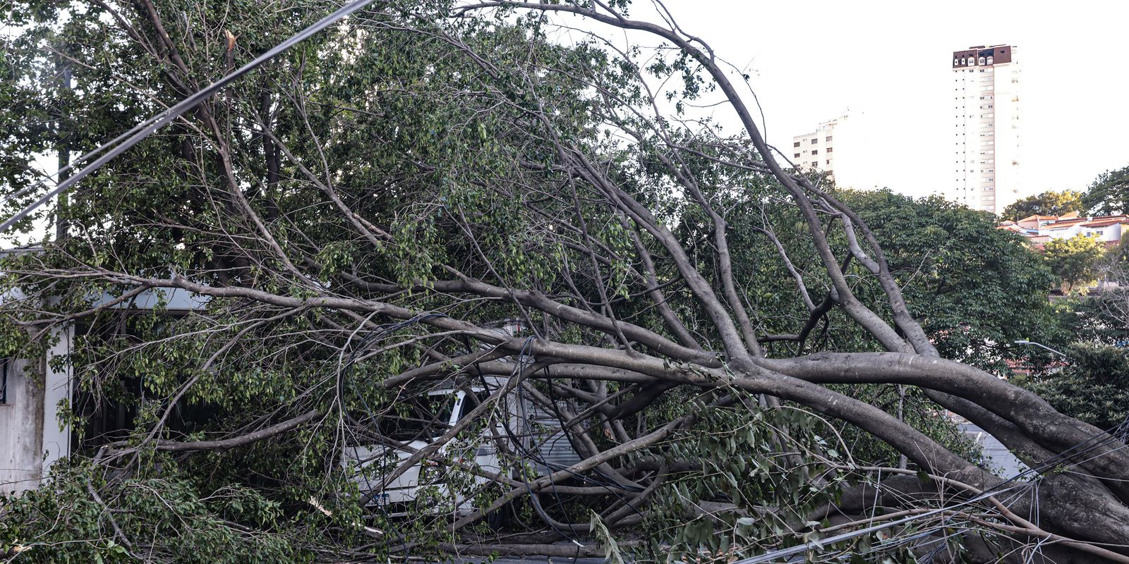 queda_arvores_12.jpg © Paulo Pinto/Agência Brasil