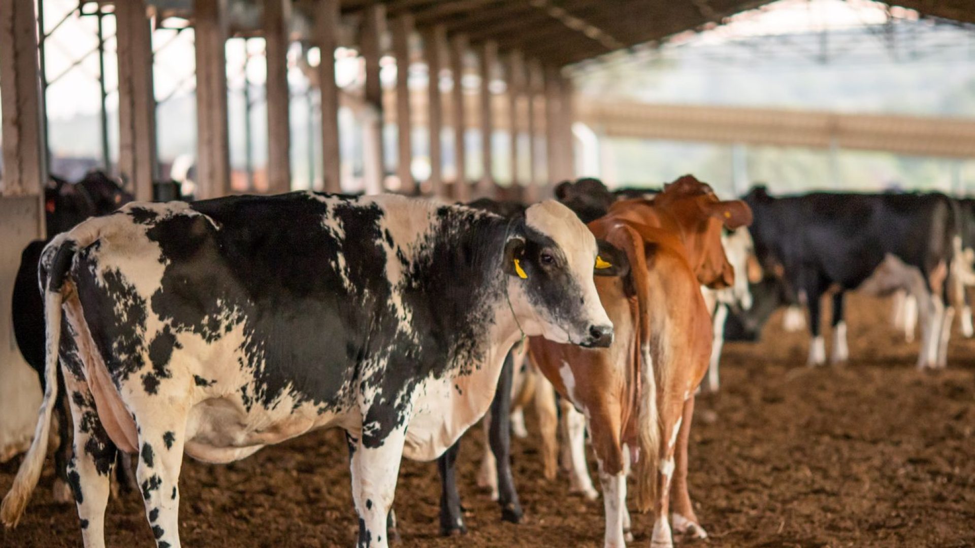 © CNA/Wenderson Araujo/Trilux