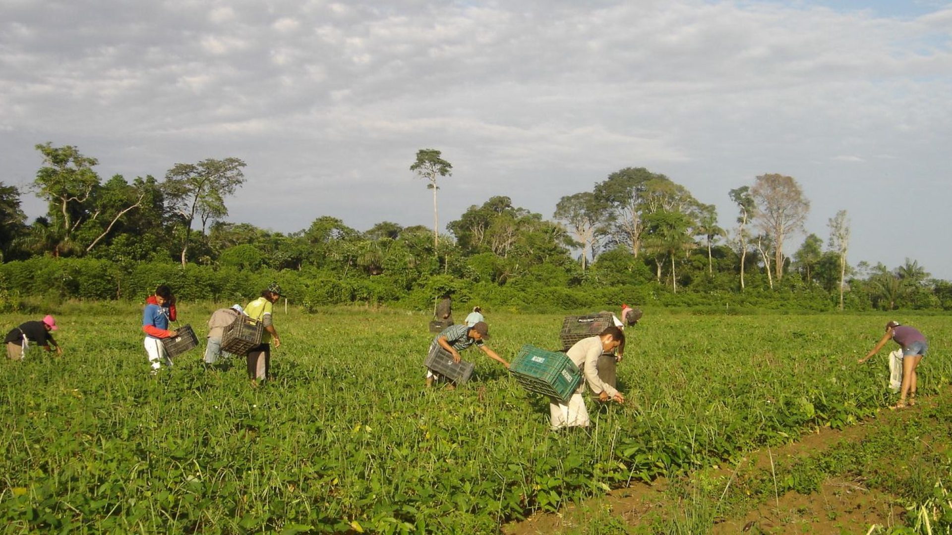 © Emanuel Cavalcante/Divulgação Embrapa Amapá
