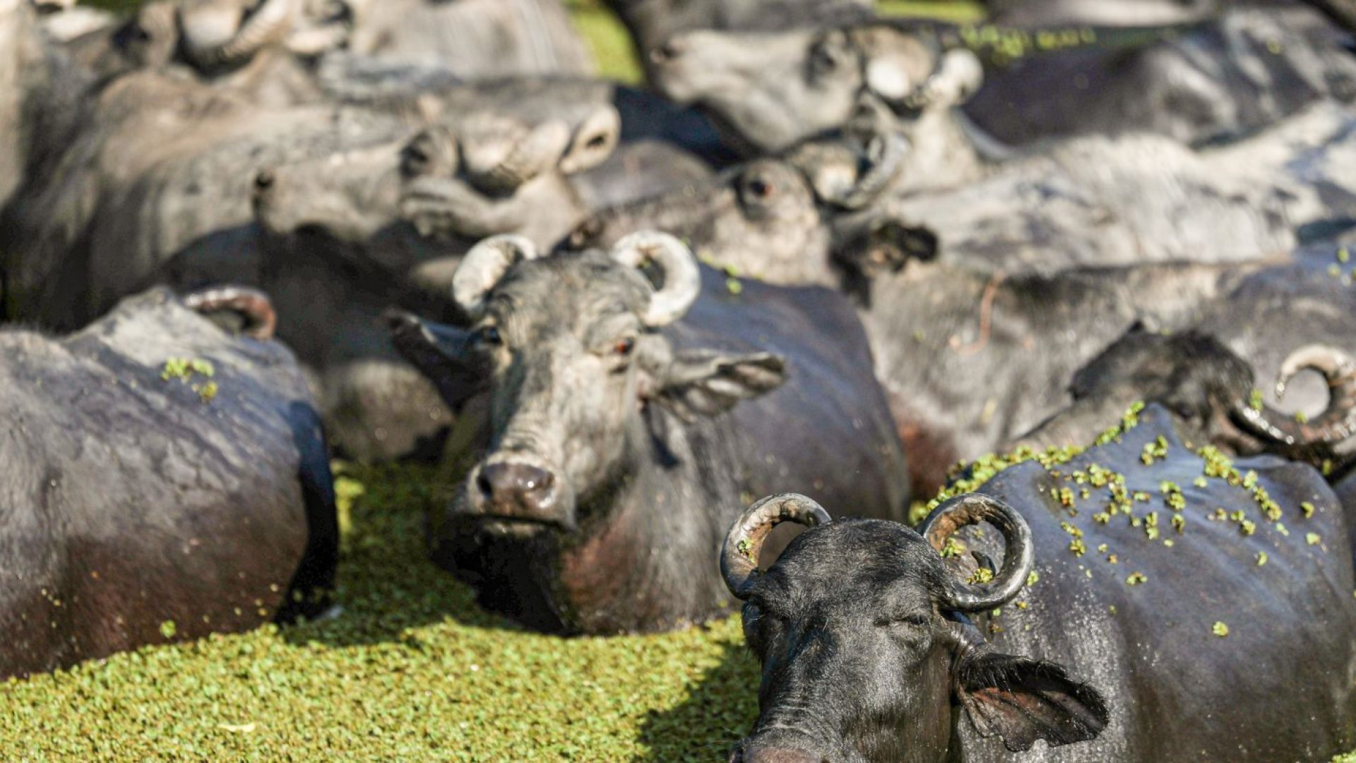 © Marcelo Camargo/Agência Brasil